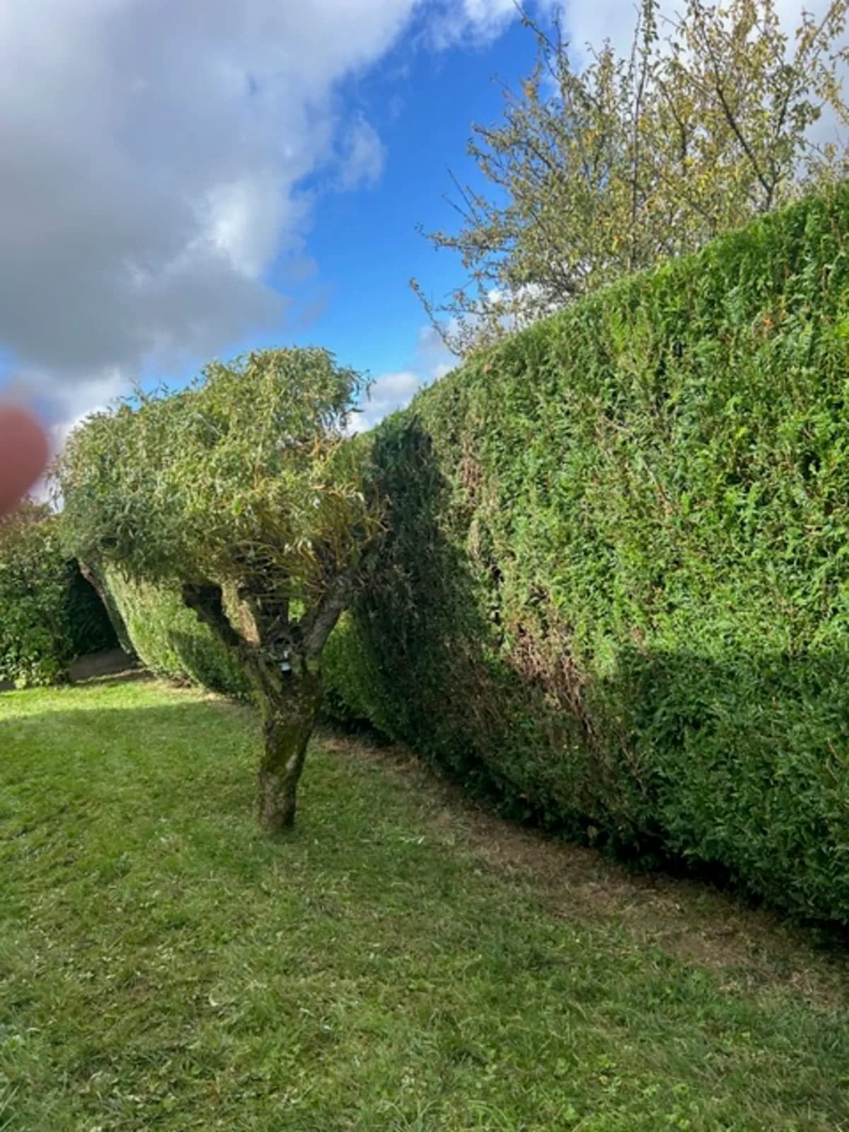 Travaux de taille de haie à Amnéville avec remise en forme et structuration des linéaires. Objectif : esthétique, densité et entretien facilité pour les prochaines saisons.